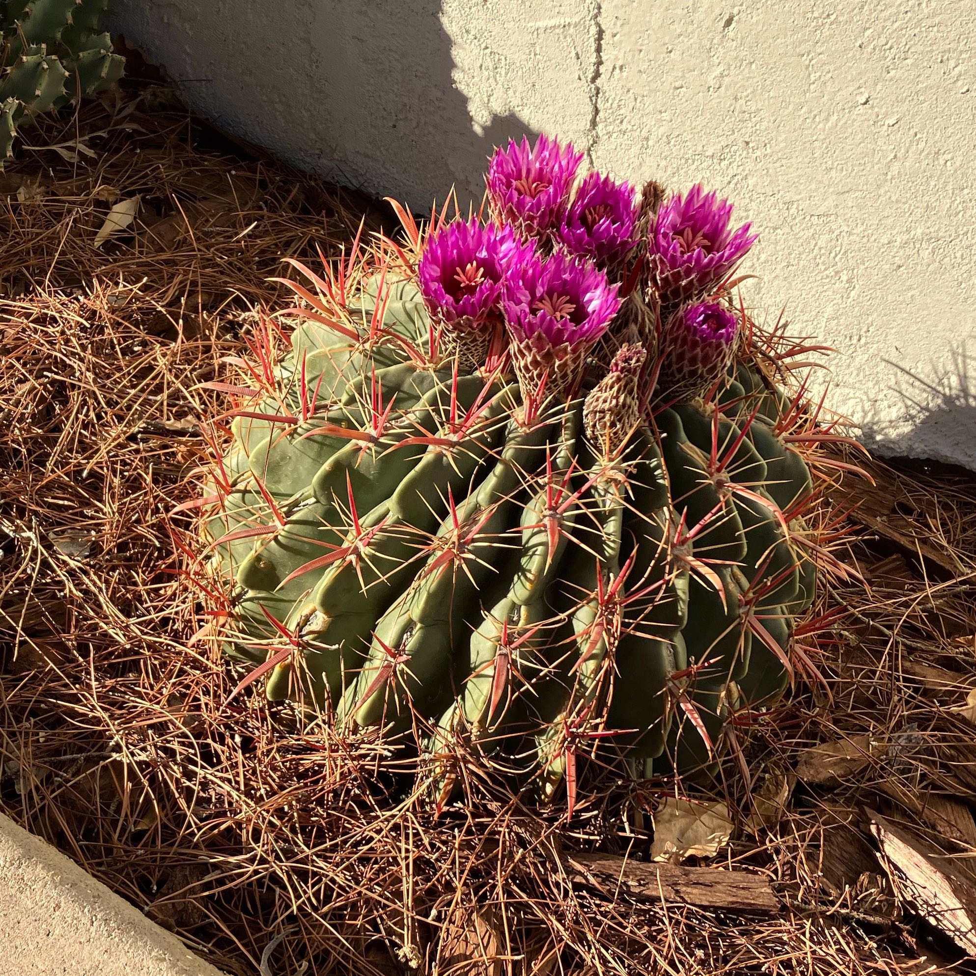 Devil's Tongue Barrel Cactus with pink flowers, healthy and well-framed.