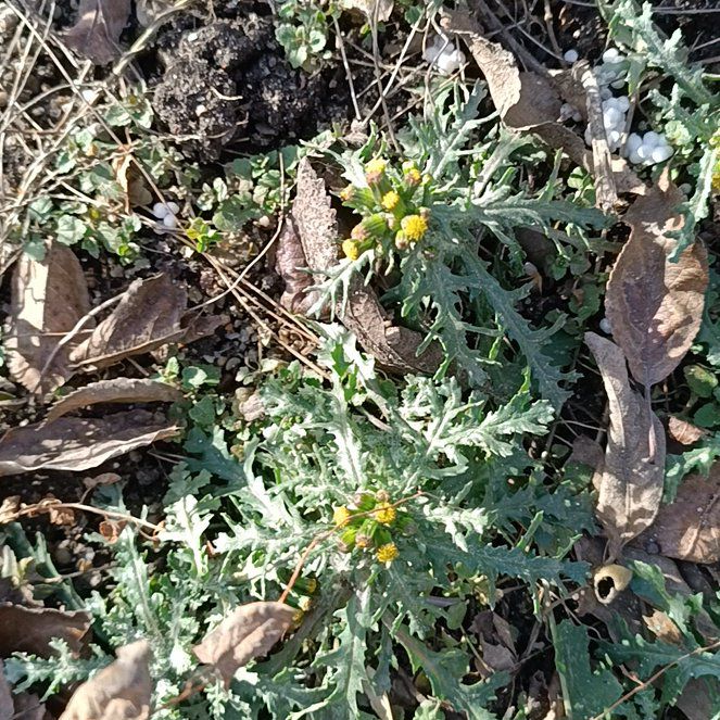 Photo of the plant species Bermuda Thistle by @DaringlyPepino named Luna on Greg, the plant care app