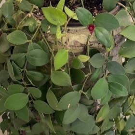 Photo of the plant species Orange Lipstick Plant by @SalientHoya named Elina on Greg, the plant care app