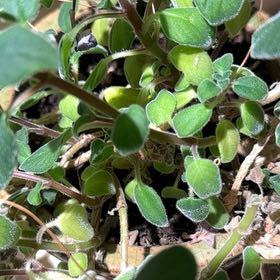 Photo of the plant species Nodding Violet by @SalientHoya named Rosa on Greg, the plant care app