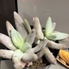 Photo of the plant species Pachyphytum werdermannii by @SnazzyPandan named Happy Tree on Greg, the plant care app