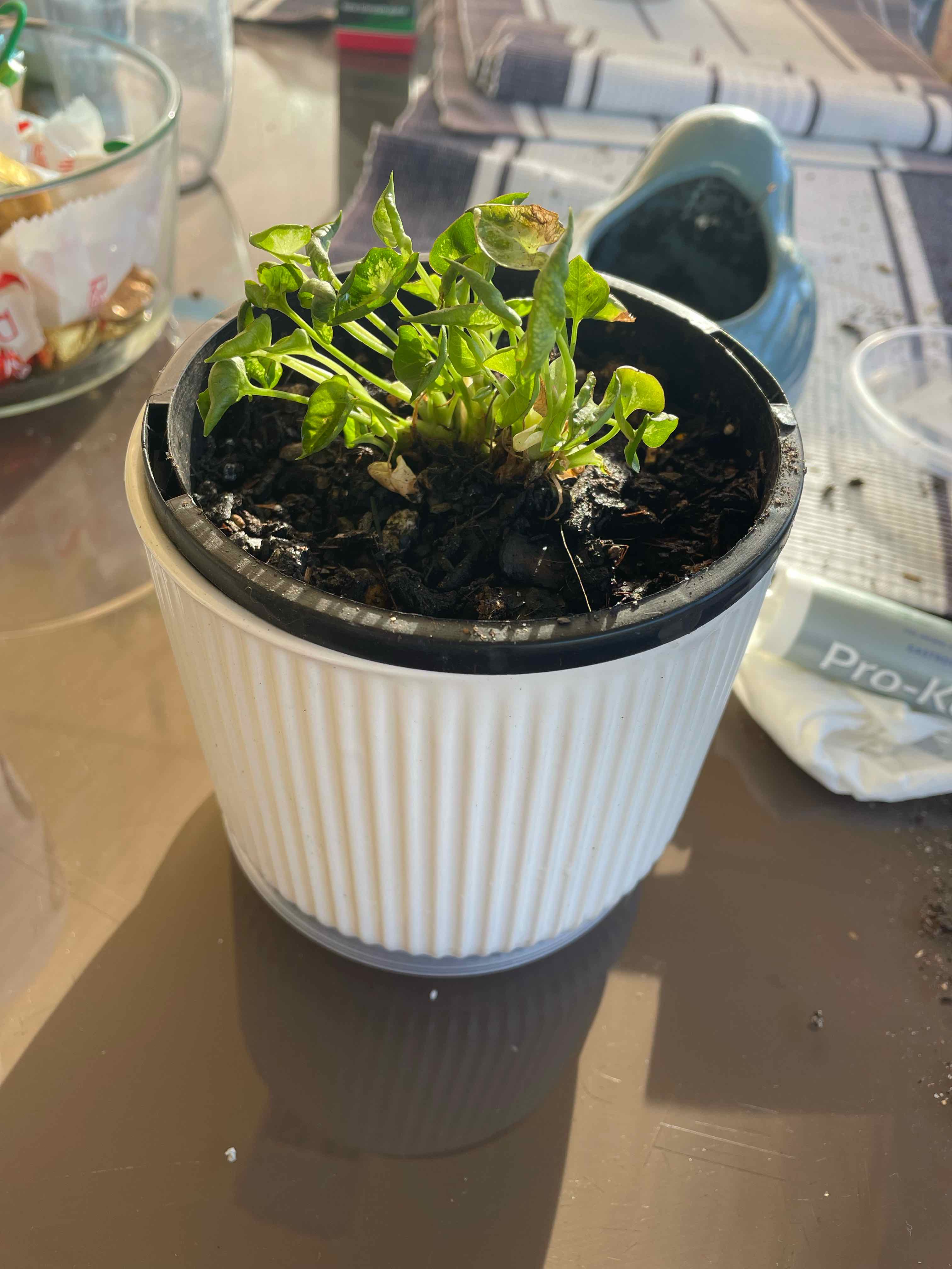Potted Syngonium Pixie plant with some yellowing and browning leaves in a white pot.