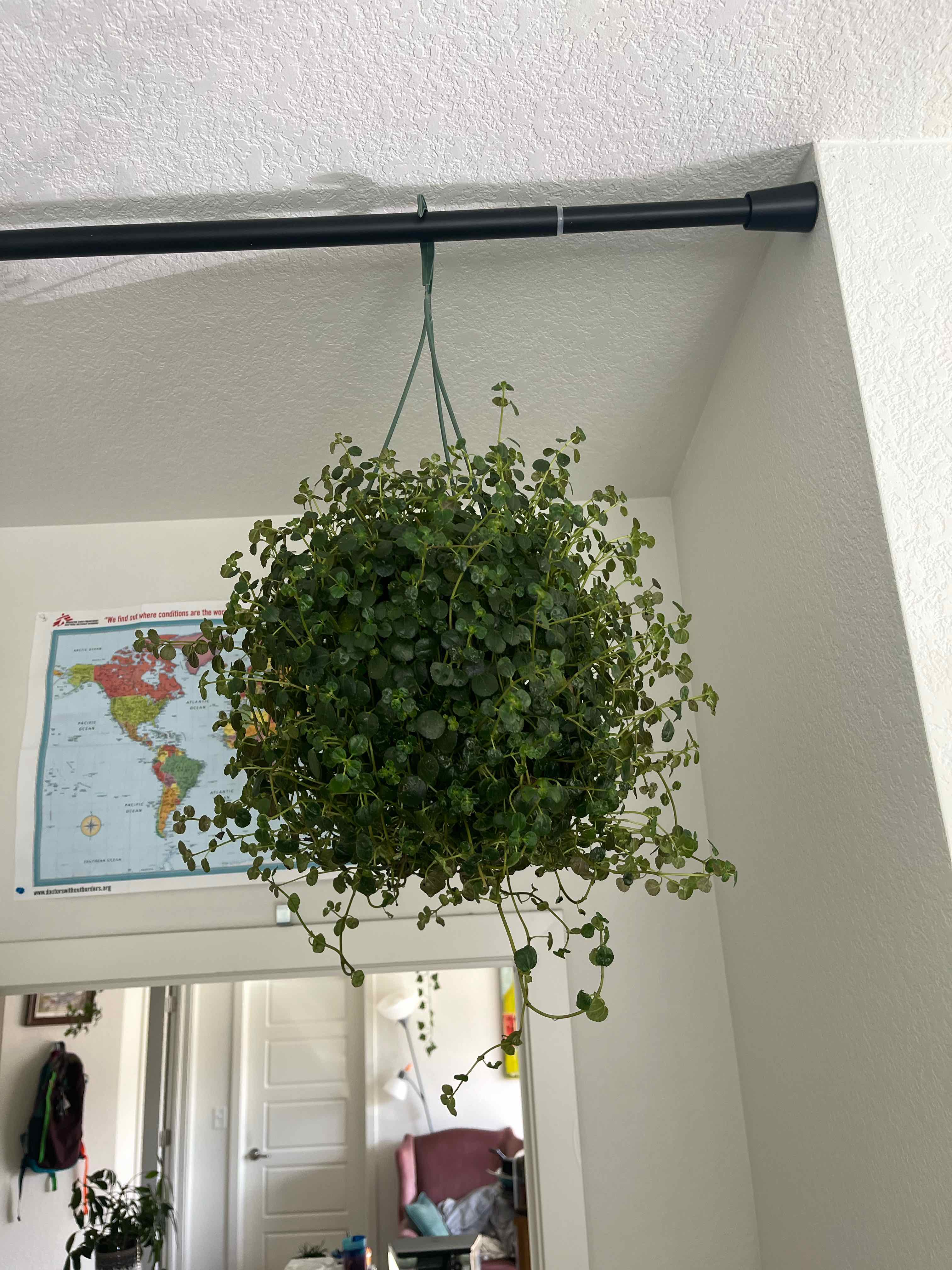 Photo of the plant species Pilea Espresso by @Plantman69 named Oscar on Greg, the plant care app