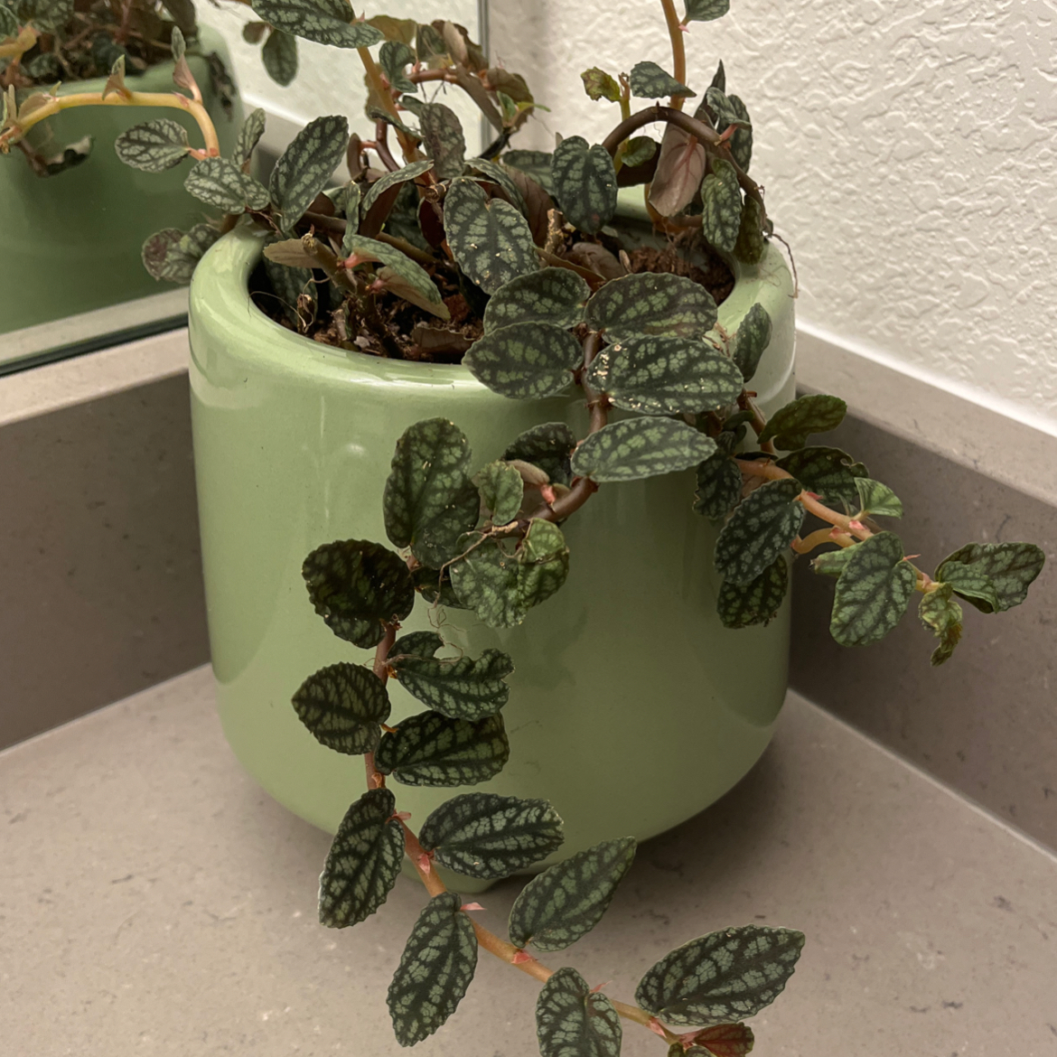 Plant care for Skip on Greg, the plant care app