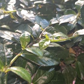 Photo of the plant species Formosan Creeping Fig by @AlertJavamoss named Figgy on Greg, the plant care app