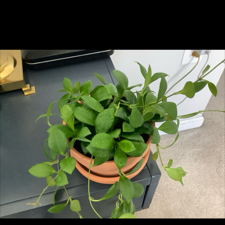 Healthy Hoya heuschkeliana plant in a terracotta pot with green leaves.