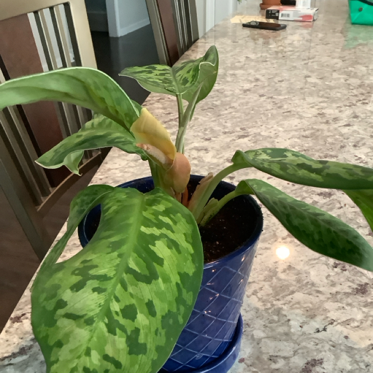 Captain Plant-it