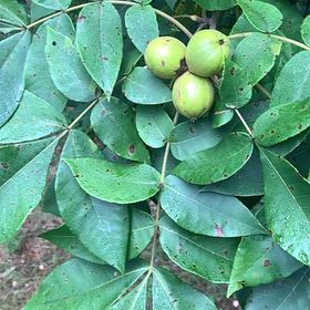 Photo of the plant species Shagbark Hickory by @FairBrowallia named Aristotle on Greg, the plant care app