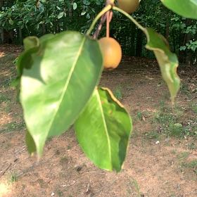 Photo of the plant species Bradford Pear by @FairBrowallia named Bodhi on Greg, the plant care app