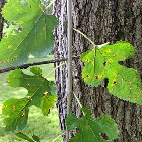 Photo of the plant species White Mulberry by @FairBrowallia named Bigleef Smalls on Greg, the plant care app