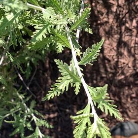 Photo of the plant species Fernleaf Yarrow by @FairBrowallia named Gomez on Greg, the plant care app