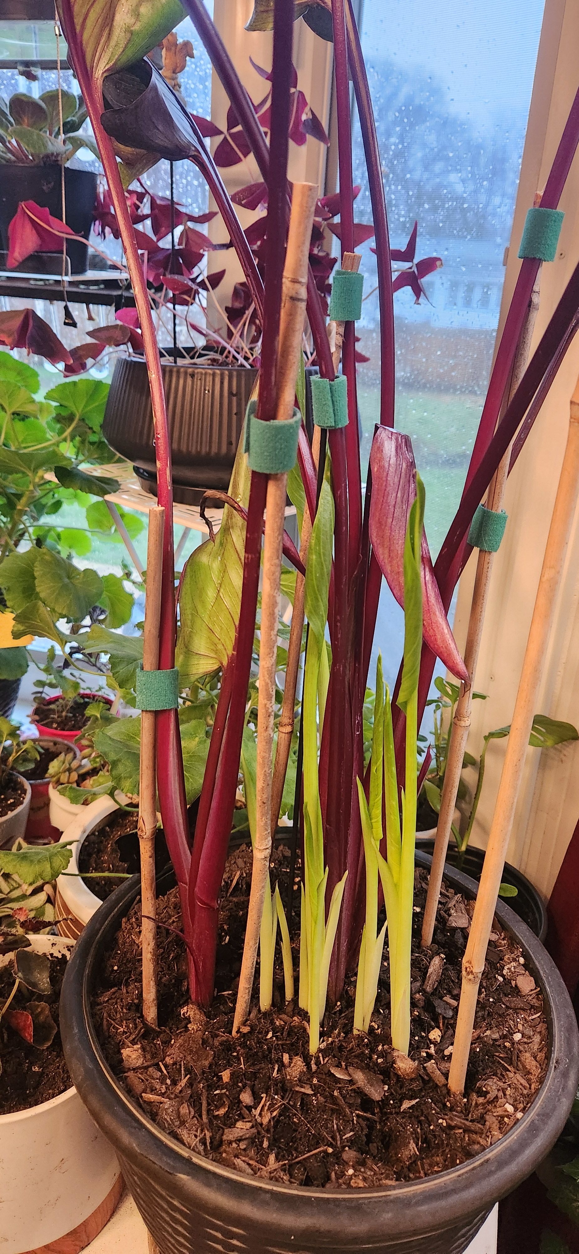 Photo from the post