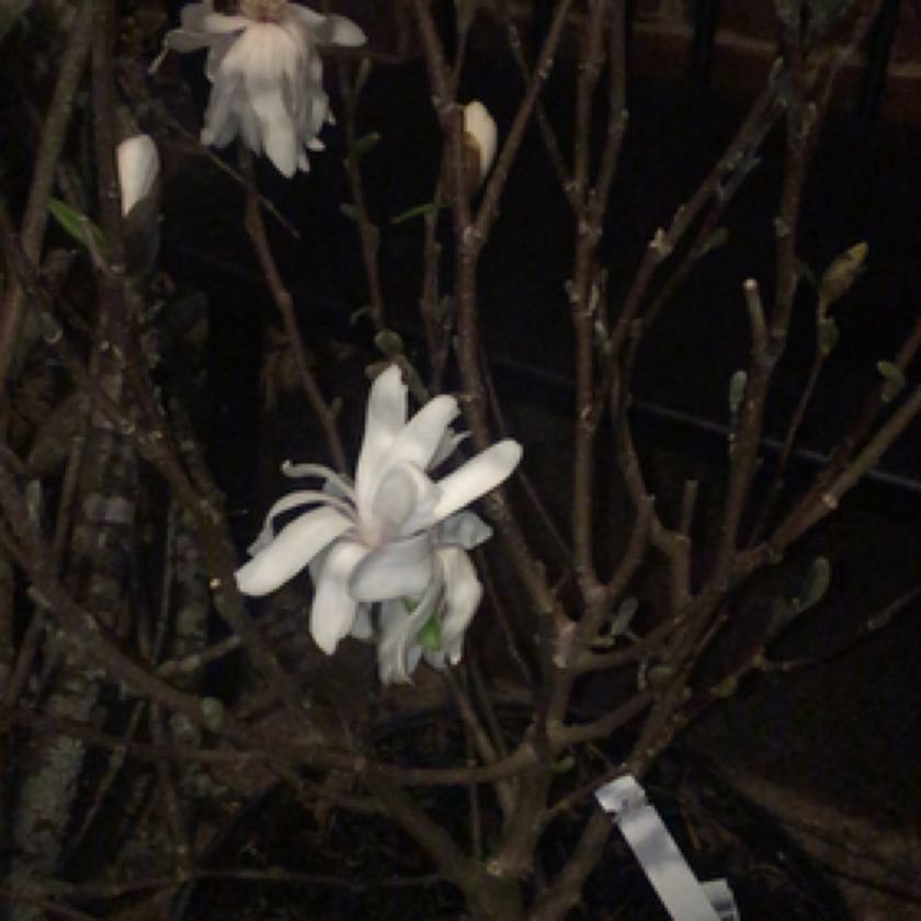 Photo of the plant species Star magnolia by @BentonSicklepod named Girlfrond on Greg, the plant care app