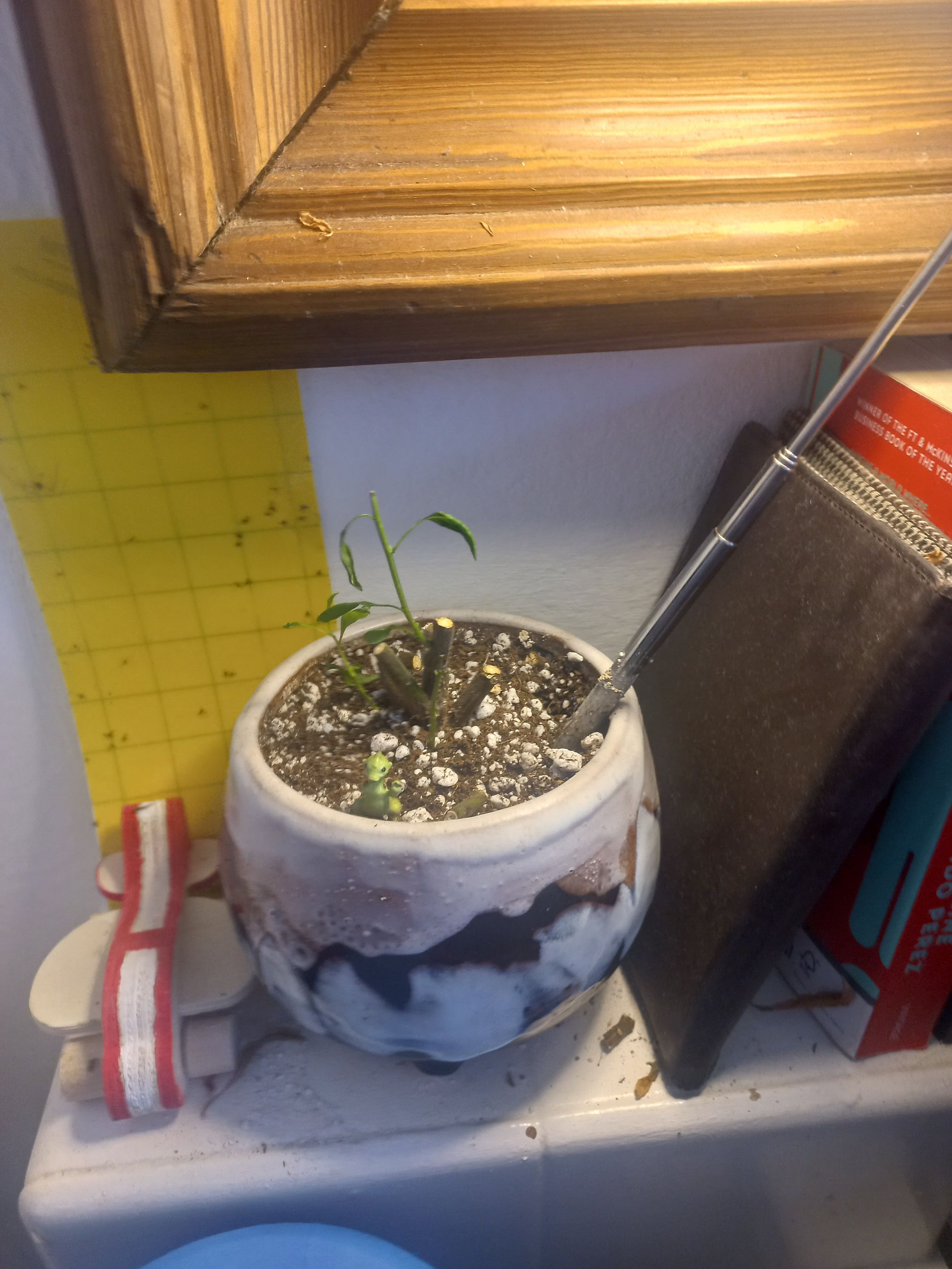 Potted Jerusalem Cherry plant with sparse foliage in a ceramic pot on a shelf.