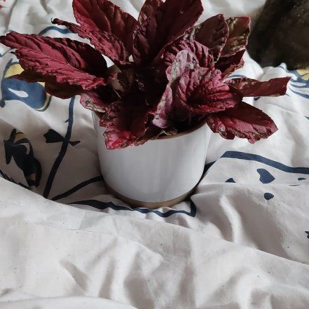 Photo of the plant species Begonia Beleaf® 'Inca Flame' by @HipSandliveoak named Oscar on Greg, the plant care app