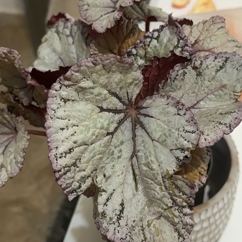 Photo of the plant species Jurassic Rex begonia silver swirl by @ModernRedmambo named Duke on Greg, the plant care app