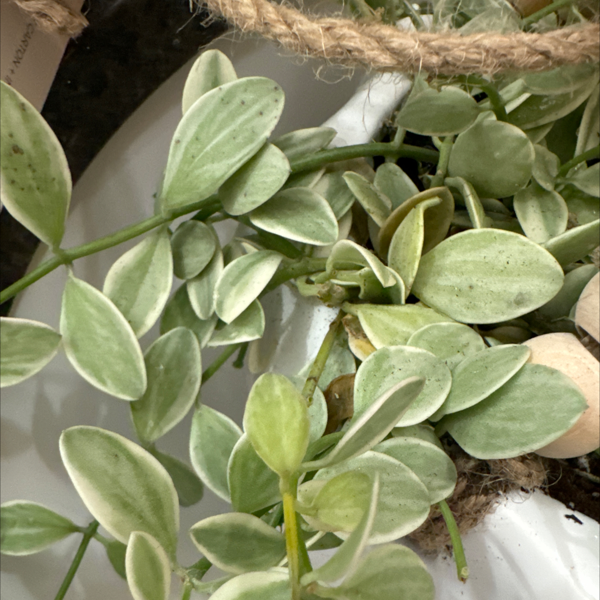 Million Hearts Dischidia plant with light green, variegated leaves in a hanging container.