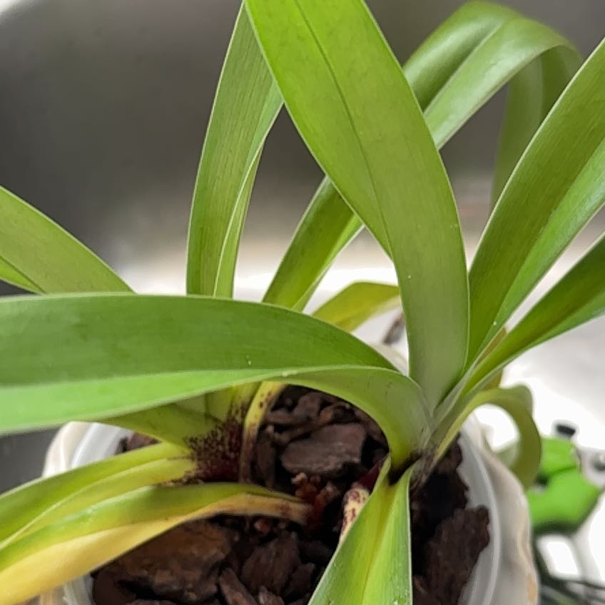 Photo of the plant species Hang's Paphiopedilum Hybrid by @GoodyLippia named Beckham on Greg, the plant care app