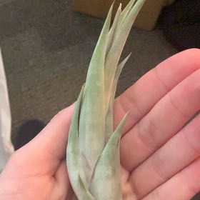 Photo of the plant species Banded Airplant by @BelovedTaraire named Huckleberry Fern on Greg, the plant care app