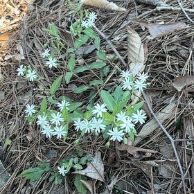 Photo of the plant species Fragrant Virgin's Bower by @BelovedTaraire named Kylie on Greg, the plant care app
