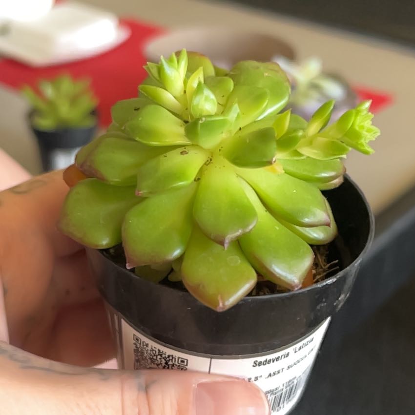 Sedeveria 'Letizia' plant in a small pot with slight browning on leaf tips.