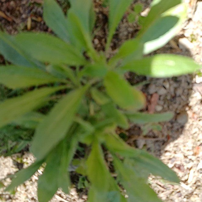 Photo of the plant species Paradise Plant by @SpiffyRedpagoda named Coco on Greg, the plant care app