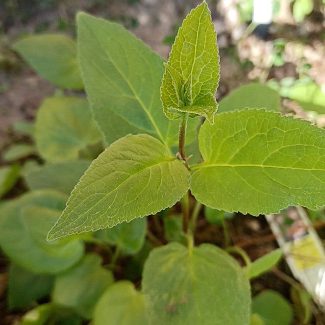Photo of the plant species Clustered Bellflower by @SpiffyRedpagoda named Lebron on Greg, the plant care app