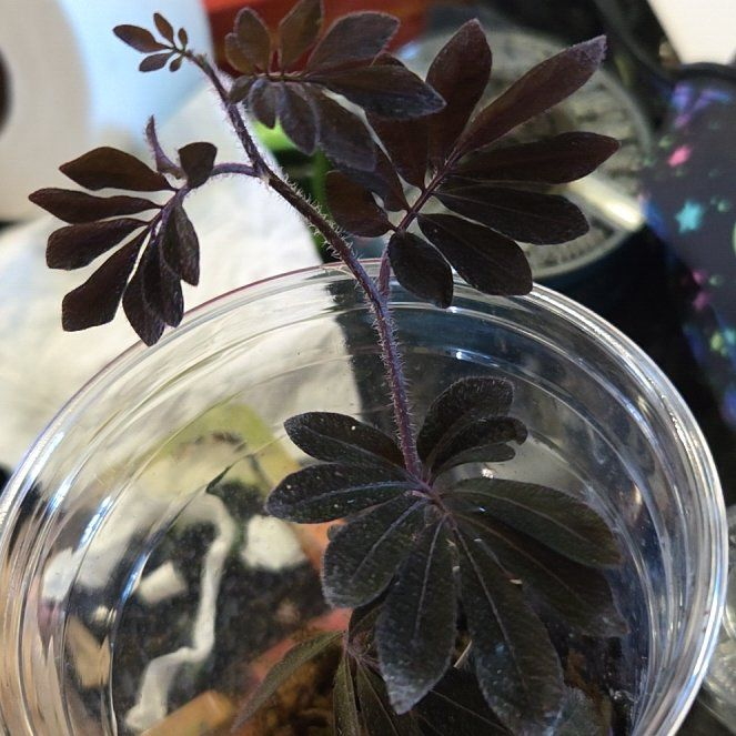 Photo of the plant species Solanum uleanum by @AliveCeratiola named Muhammad Ali on Greg, the plant care app
