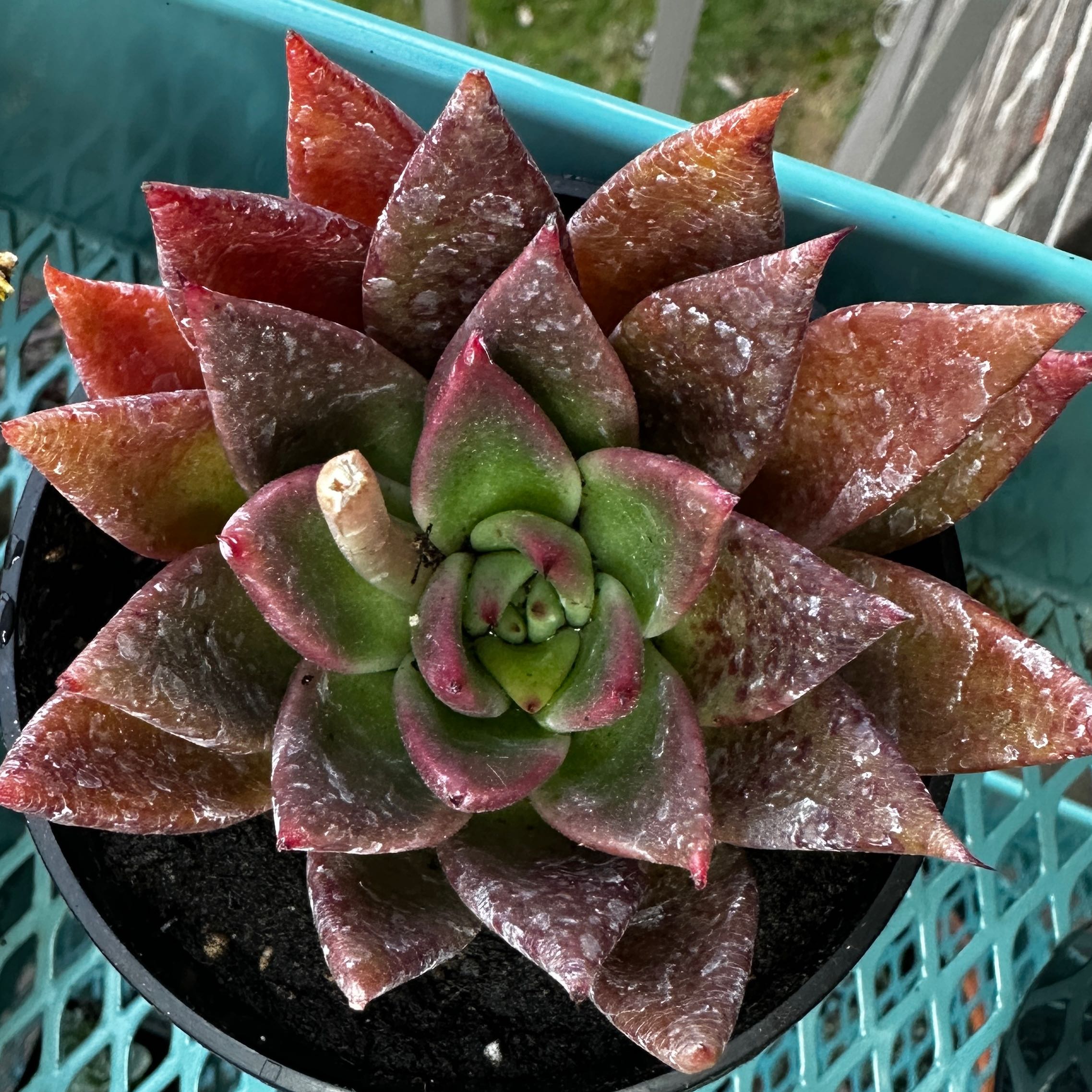 Photo of the plant species Bronze Beauty Echeveria by @privateparaiso named Beauty on Greg, the plant care app