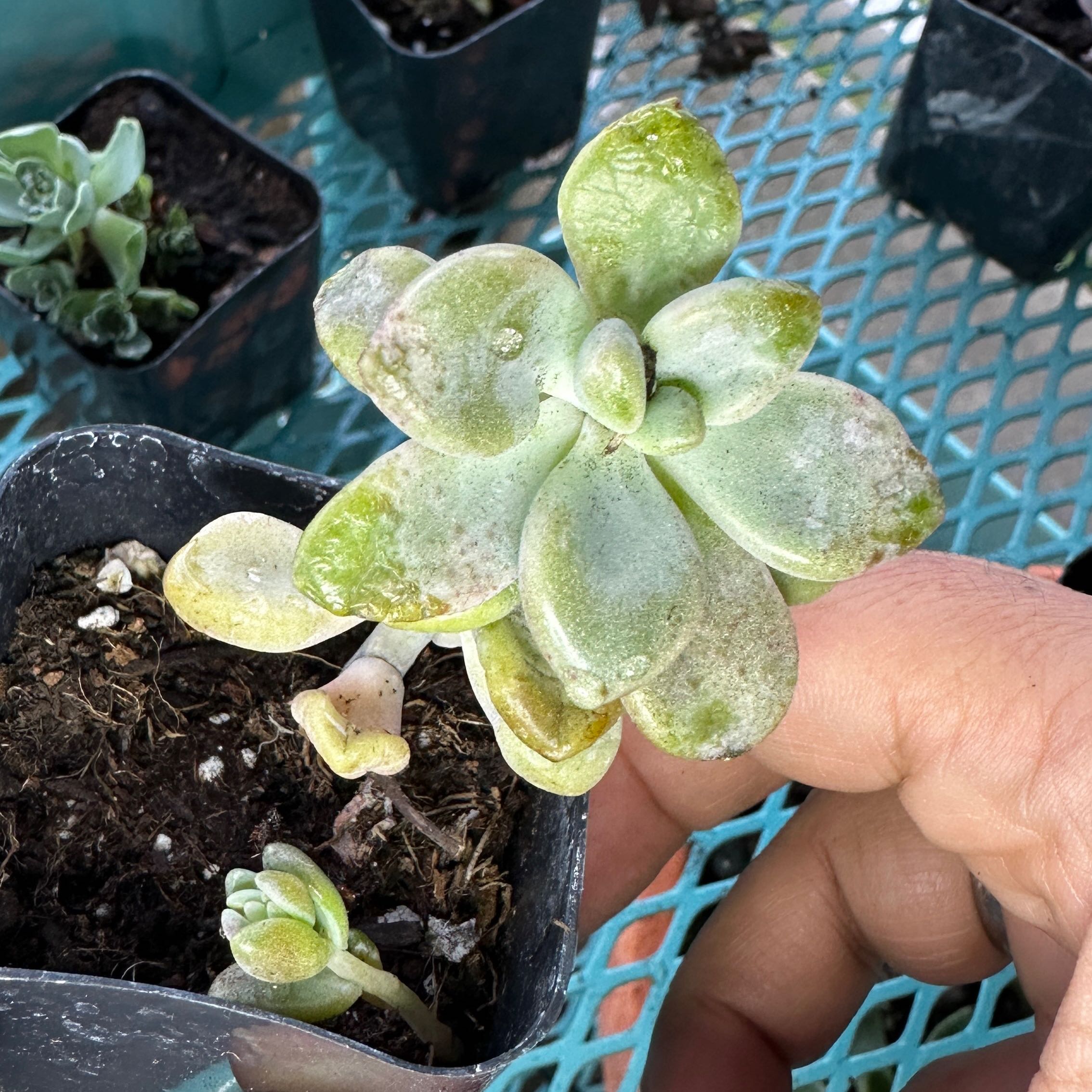 Graptosedum 'Francesco Baldi' succulent with visible soil and slight discoloration, held by a hand.