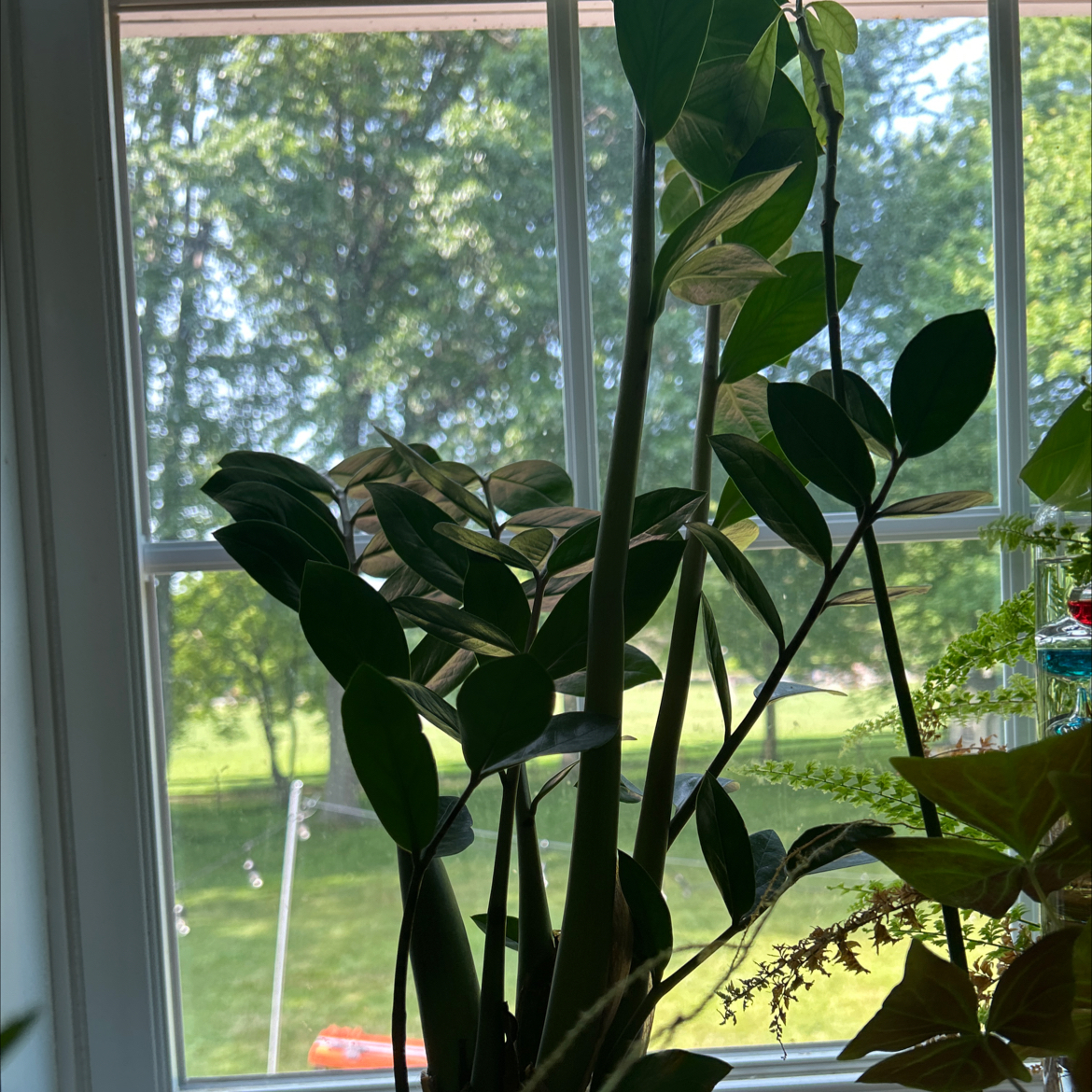 Zamioculcas Zamiifolia plant photo by @morganlovesplants05 named Delilah on Greg, the plant care app.