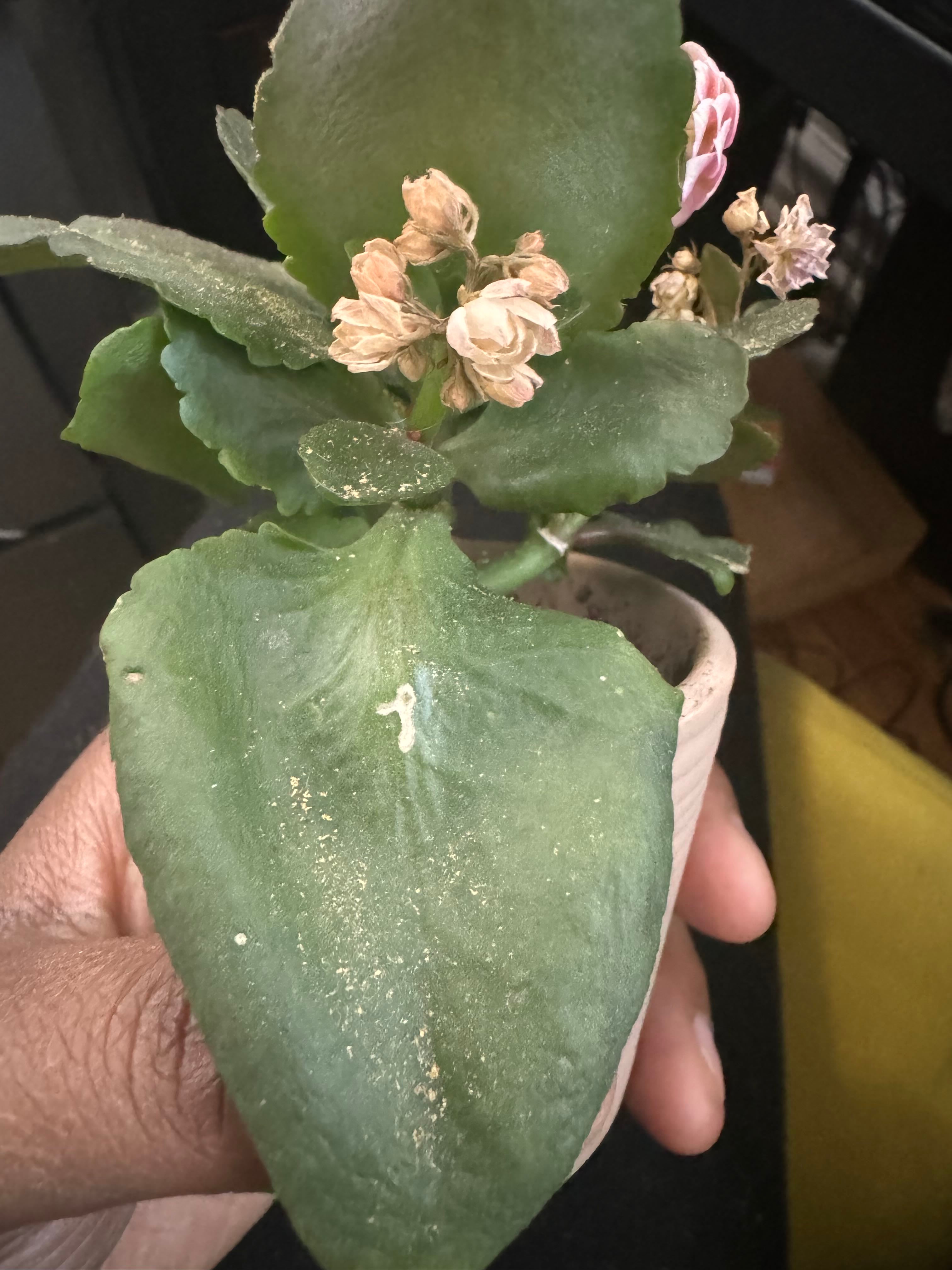 Kalanchoe 'Little Dragon' PP34248 How Much Water & Light Does it Need