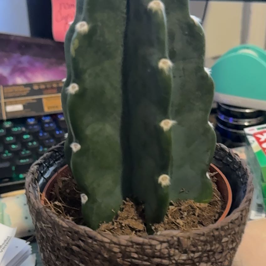 Richard (Cuddly Cactus)