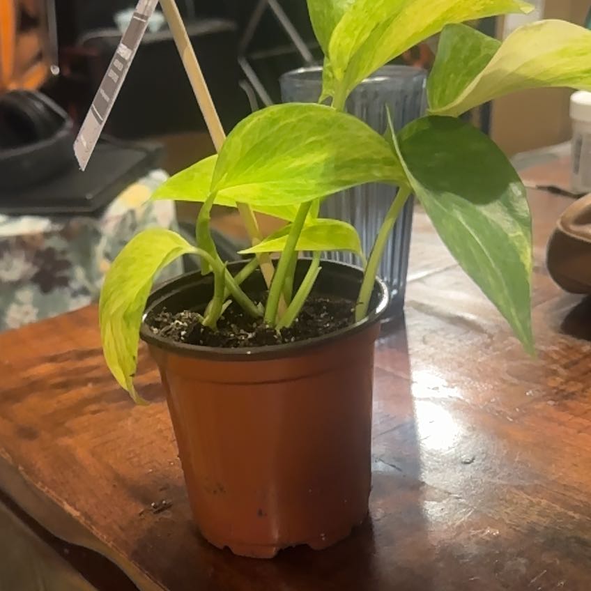 Photo of the plant species Neon Queen Pothos by @GrowingPegaropa named Lola on Greg, the plant care app