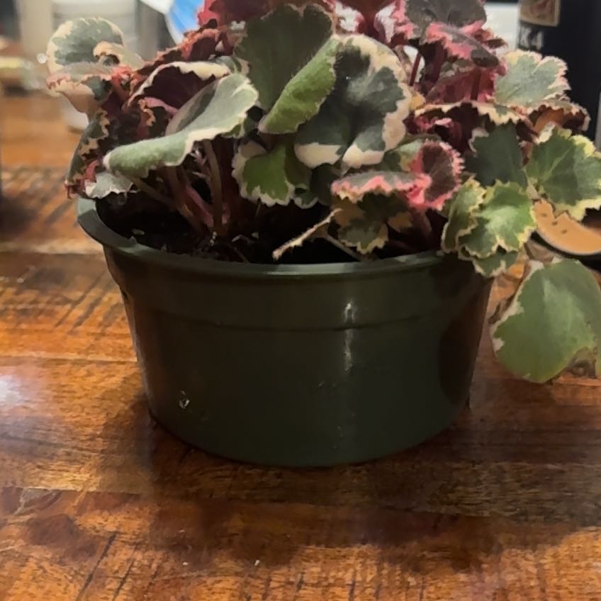 Photo of the plant species strawberry begonia varigated by @GrowingPegaropa named Fernie Mac on Greg, the plant care app