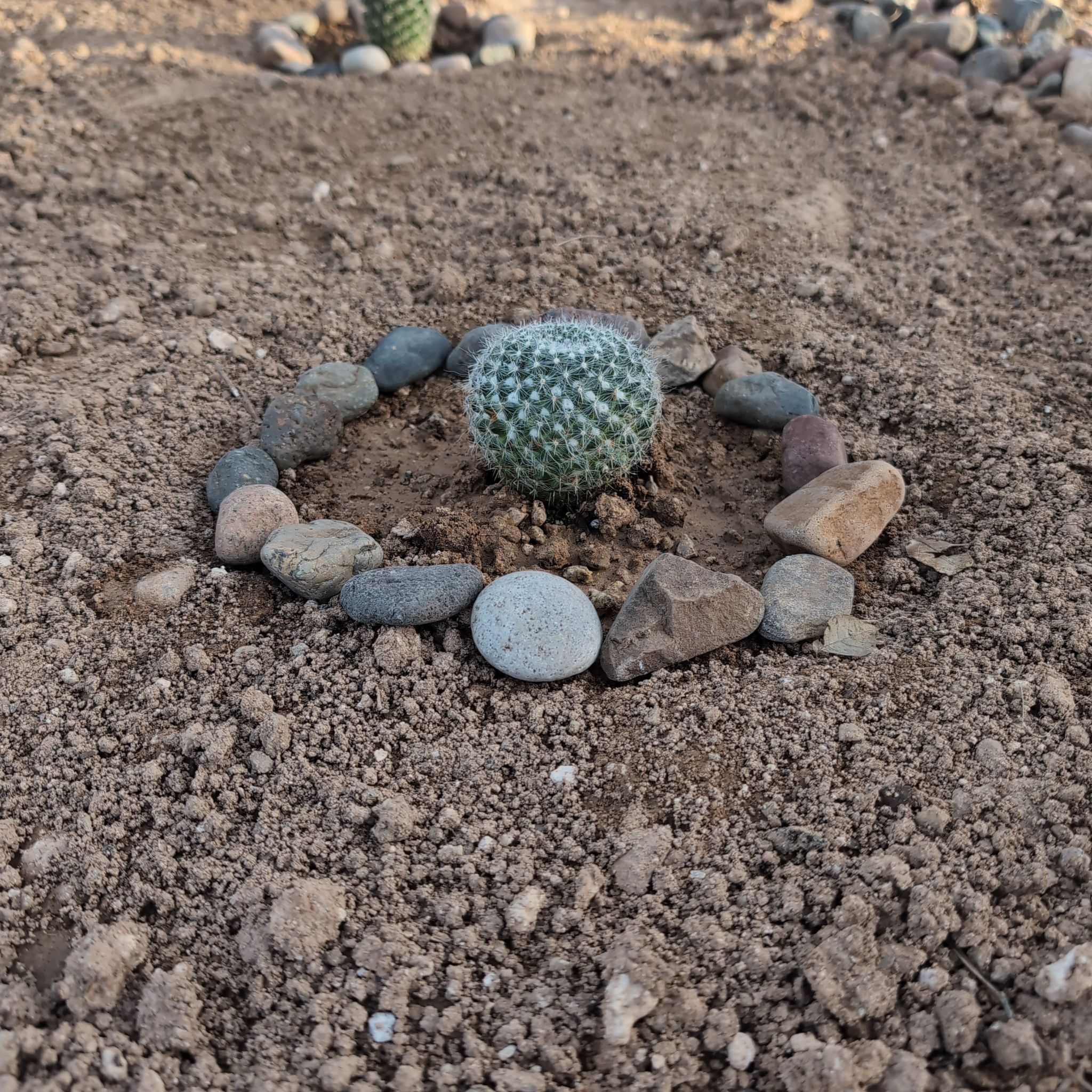 A small Torch Cactus surrounded by rocks, planted in soil.