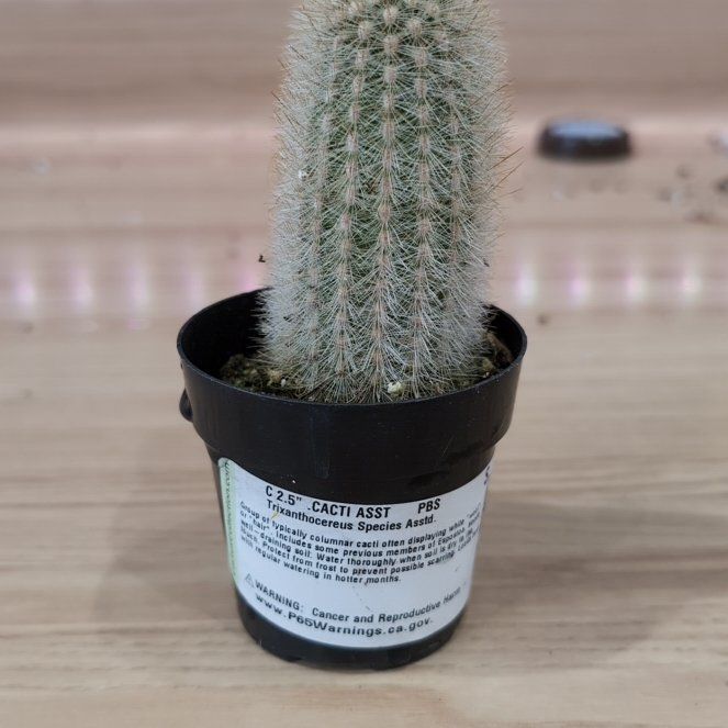Plant care for Thrixanthocereus cullmanianus on Greg, the plant care app