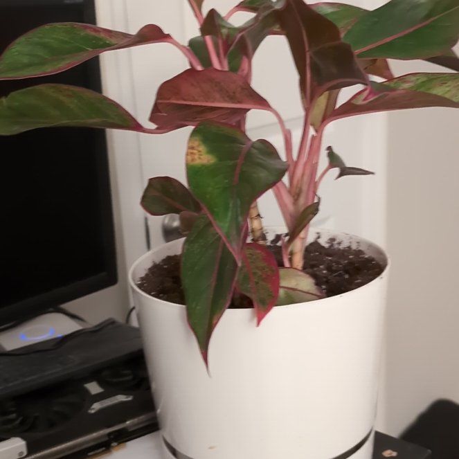 Photo of the plant species Sapphire Susane Chinese Evergreen by @SlickRaintree named Clooney on Greg, the plant care app