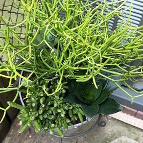 Photo of the plant species landscape succulent asstd. by @SoulfulBearsear named Aria on Greg, the plant care app