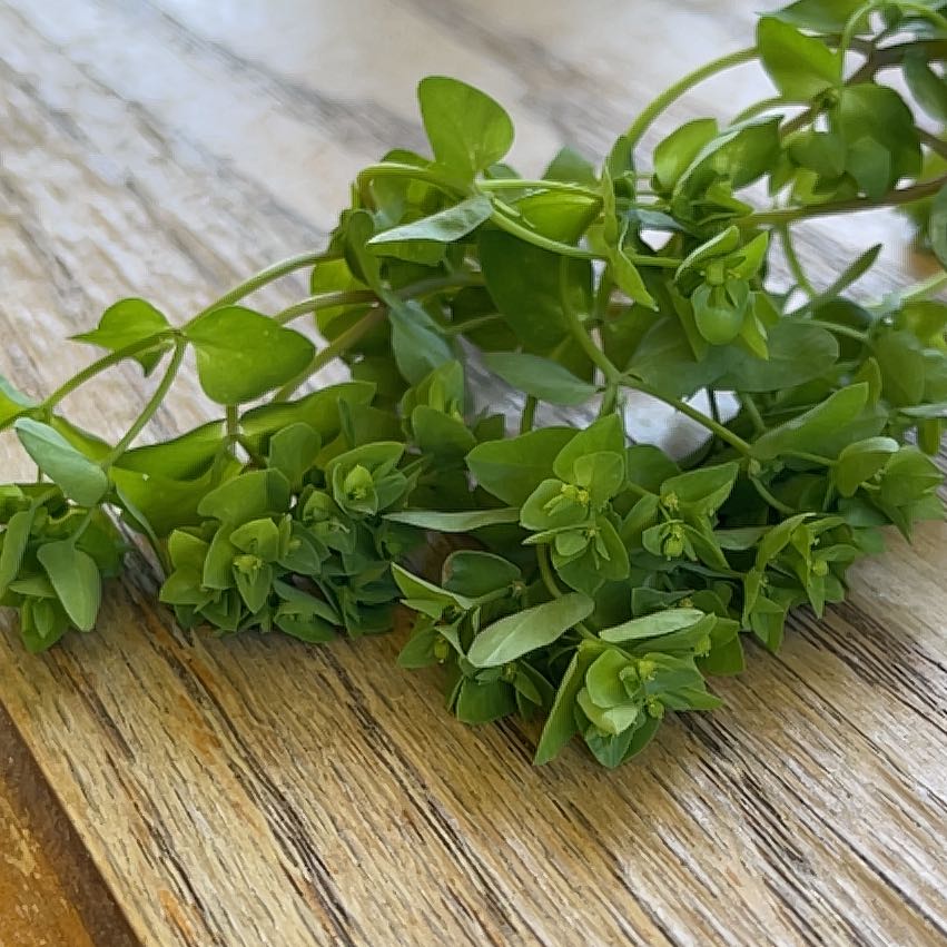 Photo of the plant species Cancer Weed by @CoherentCoojong named Scarlett on Greg, the plant care app