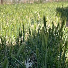 Photo of the plant species Wheatgrass by @CoherentCoojong named Peter Parker on Greg, the plant care app