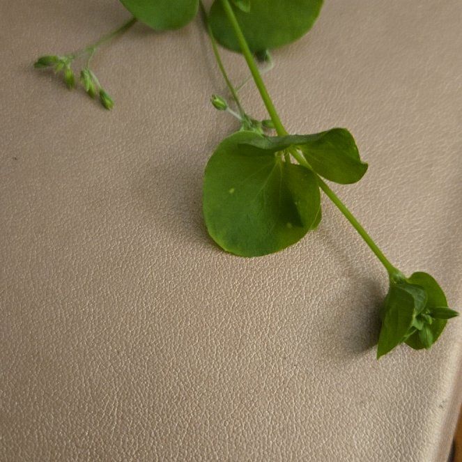 Photo of the plant species Indian Lettuce by @PremierCuttings named Sanders on Greg, the plant care app