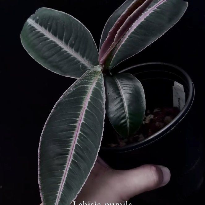 Photo of the plant species Kacip Fatimah by @keshimura named Plantar Fasciitis on Greg, the plant care app