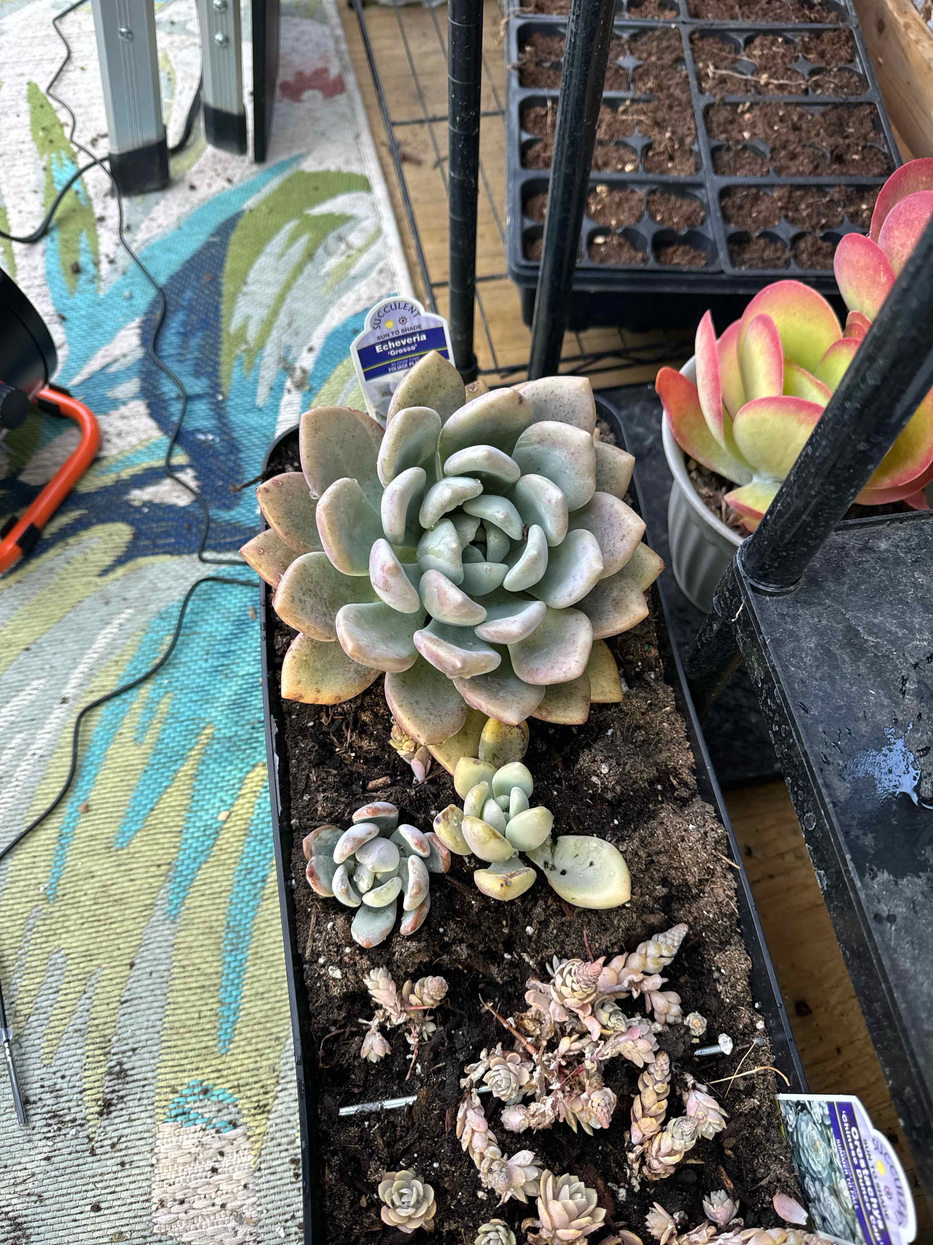 Photo of the plant species Blue Balloon Echeveria by @CalmCurlyheads named Kesha on Greg, the plant care app