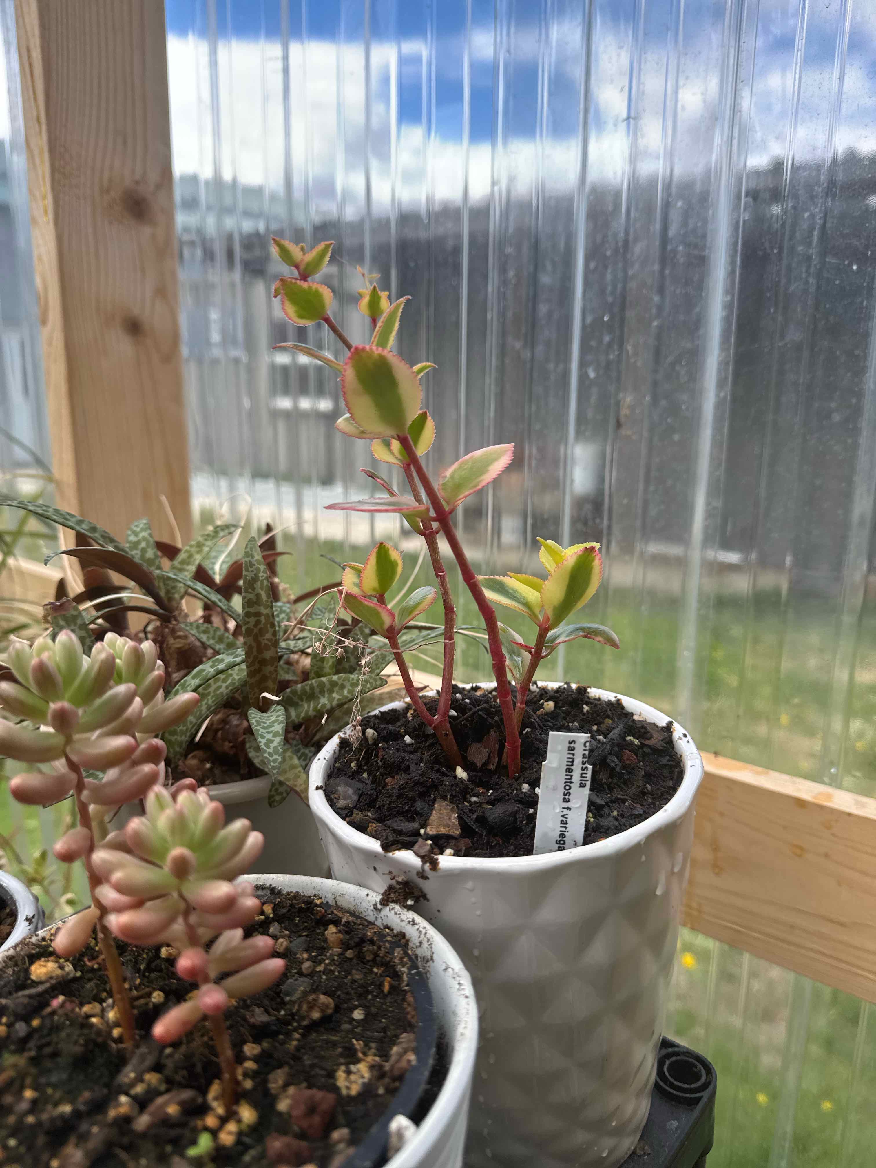 Photo of the plant species Variegated Trailing Jade Plant 'Comet' by @CalmCurlyheads named Peter Parker on Greg, the plant care app