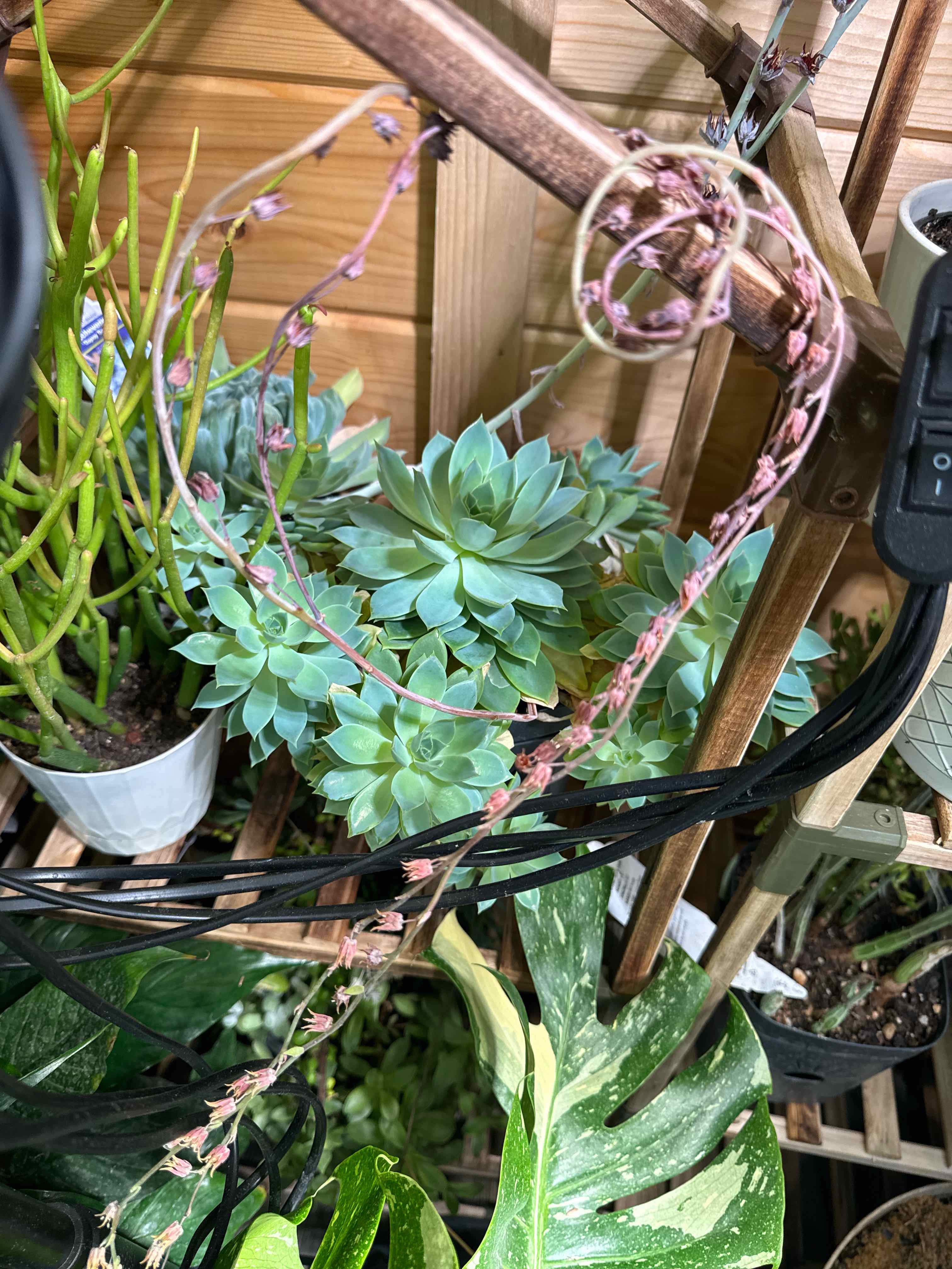 Photo of the plant species Echeveria Blue Atoll by @CalmCurlyheads named Beckham on Greg, the plant care app