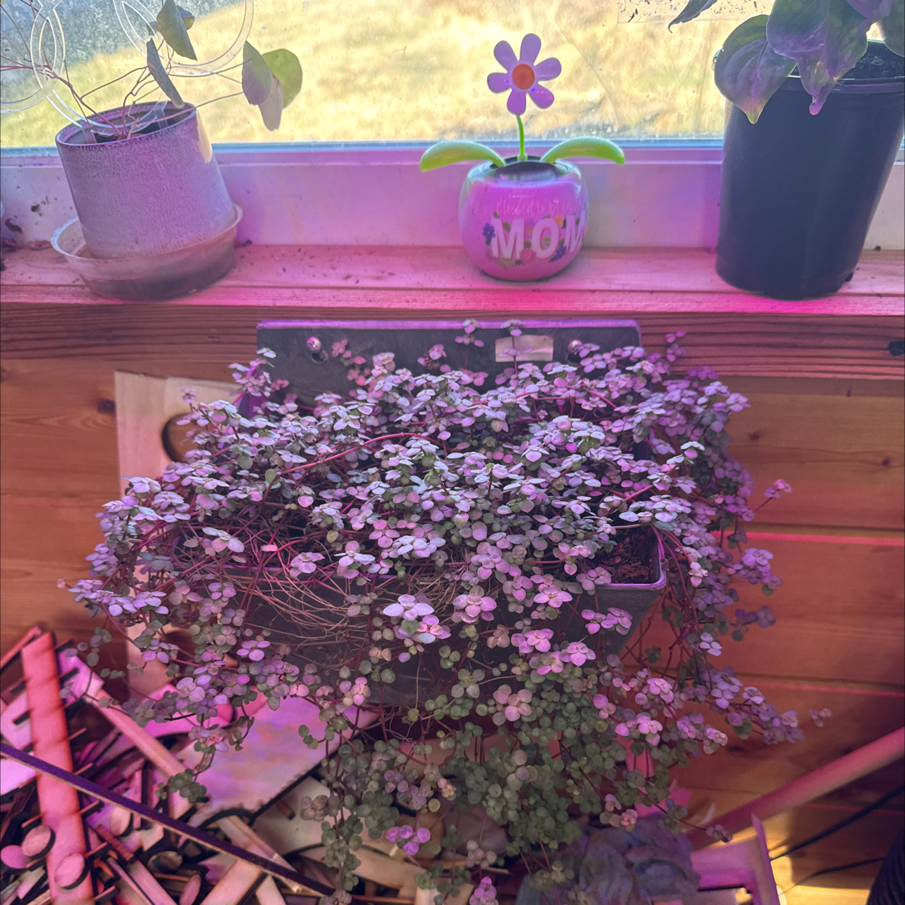 Photo of the plant species Silverleaf Nightshade by @CalmCurlyheads named Harmony on Greg, the plant care app