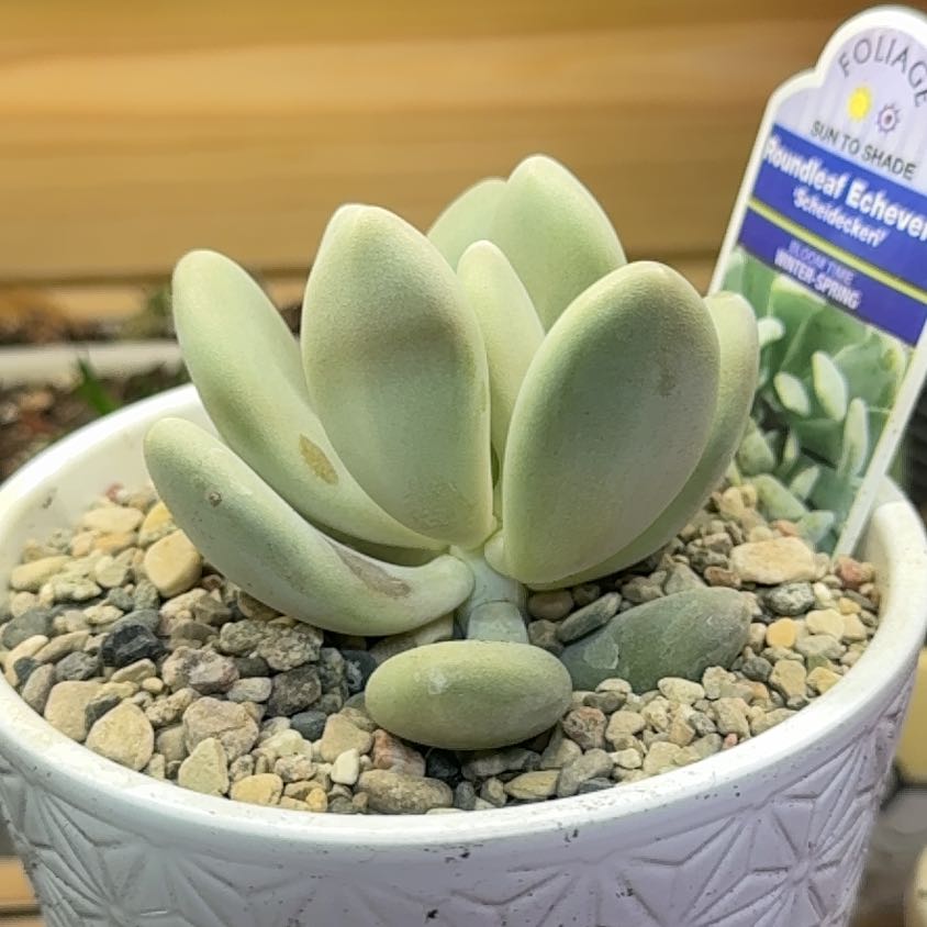 Photo of the plant species D by @CalmCurlyheads named Curie on Greg, the plant care app
