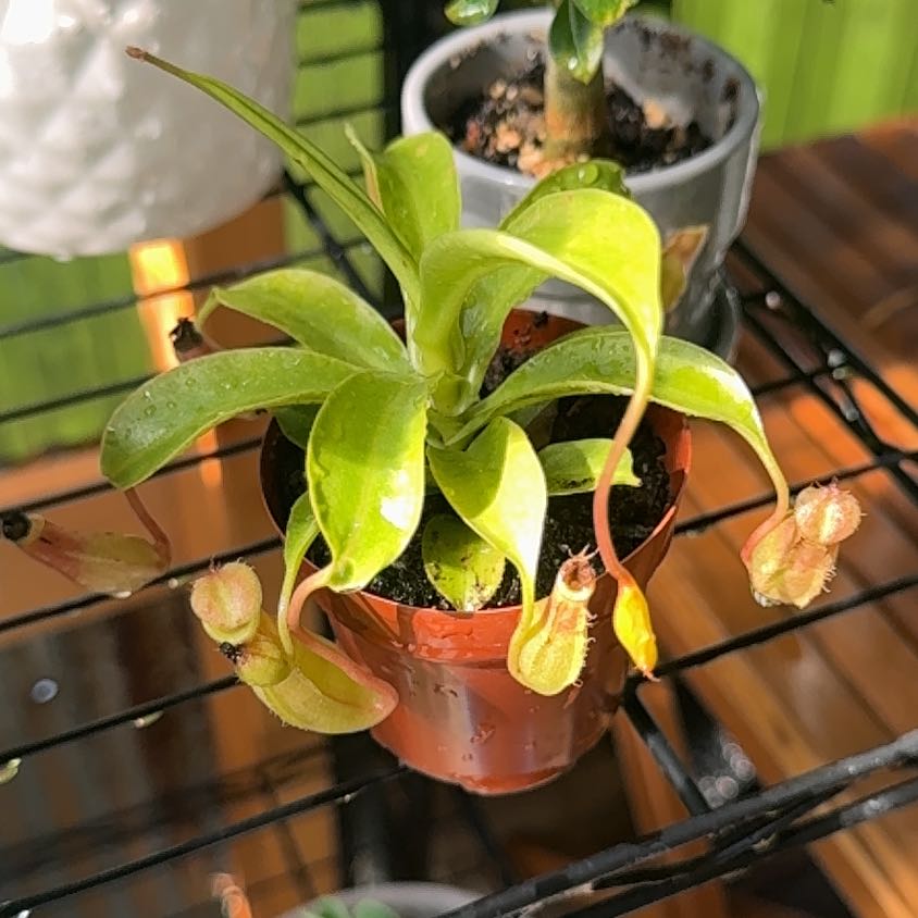 Photo of the plant species monkey cup by @CalmCurlyheads named Tolkien on Greg, the plant care app