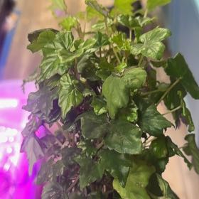 Photo of the plant species maple leaf begonia by @CalmCurlyheads named Messi on Greg, the plant care app